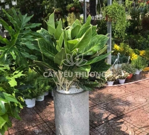 Bạch mã hoàng tử - Cây Tặng khai trương văn phòng mới