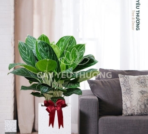 Bạch mã hoàng tử - Cây xanh văn phòng tphcm