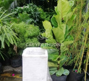 Bàng singapore - Cây xanh văn phòng tphcm