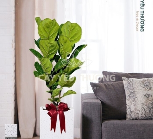 Bàng singapore - Cây xanh văn phòng tphcm