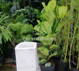 Bàng singapore - Cây xanh văn phòng tphcm