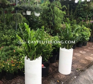 Cặp cây kim phát tài làm quà tặng khai trương ý nghĩa,tốt nhất