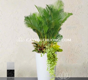 Cau vàng đài loan - Chậu cây mix nhiều cây nhỏ ở gốc đặt quán cà phê , nhà hàng lớn