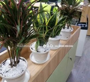 Cây ánh dương nhỏ