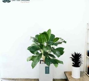 Cây Bạch Mã Hoàng Tử - Chậu xi măng,chậu đá mài trụ chữ nhật 30x30x60cm