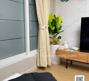 Cây bàng chậu cây trong nhà đẹp