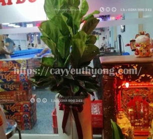 Cây bàng chậu cây trong nhà đẹp