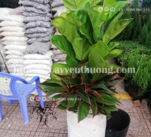 Cây bàng chậu cây trong nhà đẹp