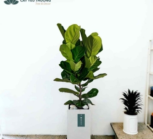 Cây bàng Singapore - Chậu xi măng,chậu đá mài trụ chữ nhật 30x30x60cm