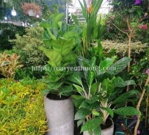 Cây bàng singapore tặng khai trương showroom nội thất