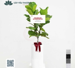 Cây bàng singapore tặng khai trương showroom nội thất