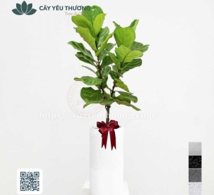 Cây bàng singapore tặng khai trương showroom nội thất