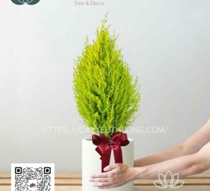 Cây cảnh để bàn làm quà tặng được khá nhiều người lựa chọn - tùng thơm