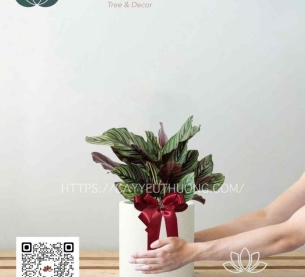 Cây cảnh làm quà dễ thương | cây đuôi công sọc tím