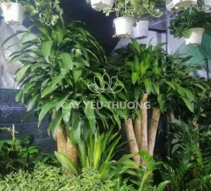 cây cảnh phong thủy nào cần có trong nhà để cải thiện vận hạn của bạn - phát tài gốc lớn