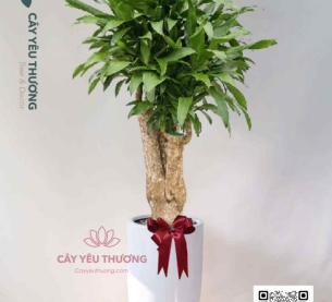 cây cảnh phong thủy nào cần có trong nhà để cải thiện vận hạn của bạn - phát tài gốc lớn