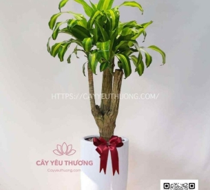 cây cảnh phong thủy nào cần có trong nhà để cải thiện vận hạn của bạn - phát tài gốc lớn