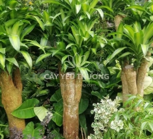 cây cảnh phong thủy nào cần có trong nhà để cải thiện vận hạn của bạn - phát tài gốc lớn