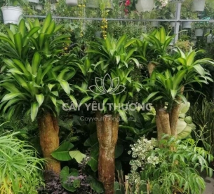 cây cảnh phong thủy nào cần có trong nhà để cải thiện vận hạn của bạn - phát tài gốc lớn