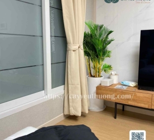 Cây cau vàng cây trưng văn phòng