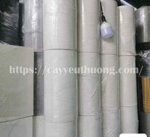 Cây cau vàng cây trưng văn phòng