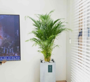 Cây cau vàng - Chậu xi măng,chậu đá mài trụ chữ nhật 30x30x60cm