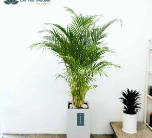 Cây cau vàng - Chậu xi măng,chậu đá mài trụ chữ nhật 30x30x60cm