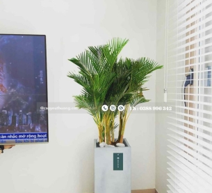 Cây Cau Vàng Đài Loan - Chậu xi măng,chậu đá mài trụ chữ nhật 30x30x60cm