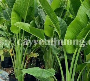 Cây chuối rẻ quạt Cây mừng khánh thành đẹp,giá rẻ tại TPHCM