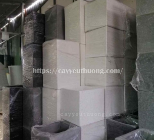 Cây chuối rẻ quạt Cây mừng khánh thành đẹp,giá rẻ tại TPHCM