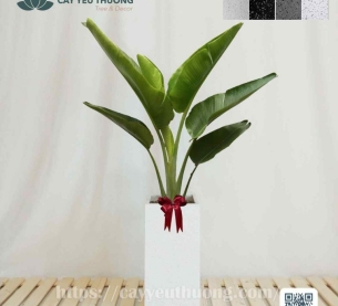 Cây chuối rẻ quạt Cây mừng khánh thành đẹp,giá rẻ tại TPHCM