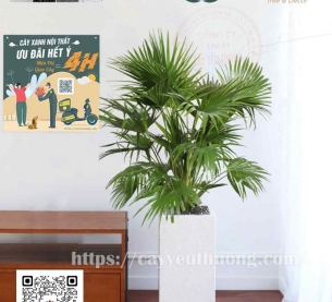 Cây cọ cảnh lớn