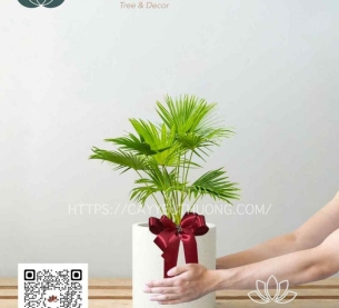 Cây cọ mini - quà tặng dưới 500k