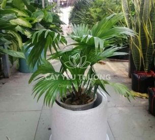 Cây cọ mini - quà tặng dưới 500k