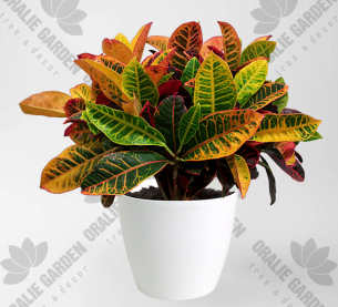 CÂY CÔ TÒNG LÁ MÍT