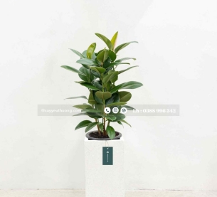 Cây đa búp đỏ - Chậu xi măng,chậu đá mài trụ chữ nhật 30x30x60