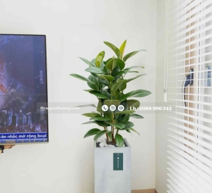 Cây đa búp đỏ - Chậu xi măng,chậu đá mài trụ chữ nhật 30x30x60