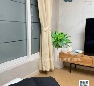 Cây đế vương xanh cây trồng phong thủy trong nhà