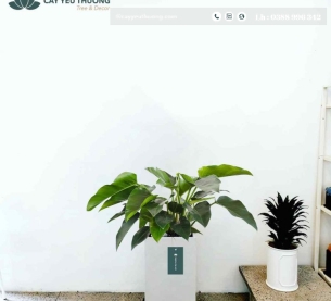 Cây Đế Vương Xanh - Chậu xi măng,chậu đá mài trụ chữ nhật 30x30x60cm