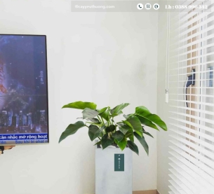 Cây Đế Vương Xanh - Chậu xi măng,chậu đá mài trụ chữ nhật 30x30x60cm