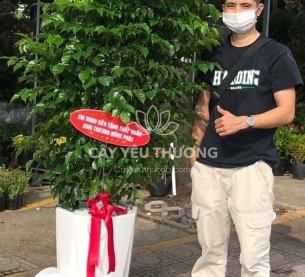 Cây hạnh phúc bụi lớn | cây tặng khai trương tốt nhất