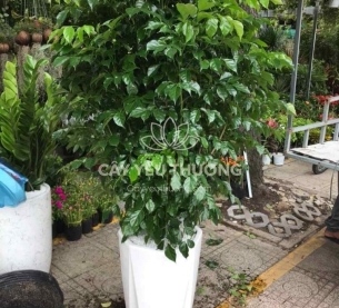 Cây hạnh phúc bụi lớn | cây tặng khai trương tốt nhất