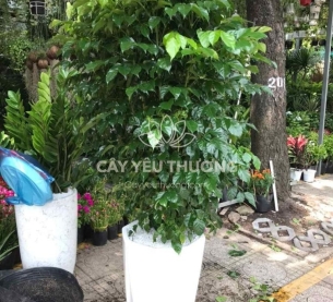 Cây hạnh phúc bụi lớn | cây tặng khai trương tốt nhất