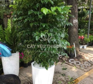 Cây hạnh phúc bụi lớn | cây tặng khai trương tốt nhất