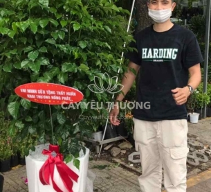 Cây hạnh phúc bụi lớn | cây tặng khai trương tốt nhất