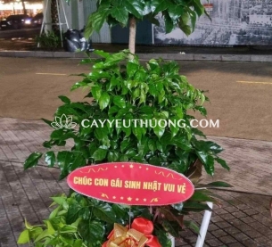 Cây hạnh phúc làm quà tặng ý nghĩa phong thủy về sự may mắn, hòa hợp và hạnh phúc