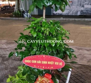 Cây hạnh phúc làm quà tặng ý nghĩa phong thủy về sự may mắn, hòa hợp và hạnh phúc