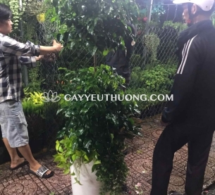 Cây hạnh phúc làm quà tặng ý nghĩa phong thủy về sự may mắn, hòa hợp và hạnh phúc