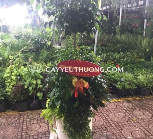 Cây hạnh phúc làm quà tặng ý nghĩa phong thủy về sự may mắn, hòa hợp và hạnh phúc