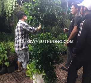 Cây hạnh phúc làm quà tặng ý nghĩa phong thủy về sự may mắn, hòa hợp và hạnh phúc